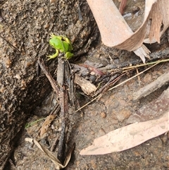 Litoria nudidigita (Narrow-fringed Tree-frog) at Reidsdale, NSW - 7 Nov 2025 by Larryolarryo