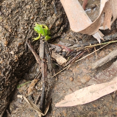 Litoria nudidigita (Narrow-fringed Tree-frog) at Reidsdale, NSW - 7 Nov 2025 by Larryolarryo