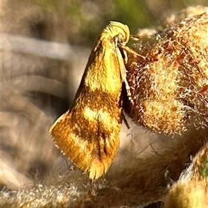 Unverified Concealer moth (Oecophoridae) at Barren Grounds, NSW - 16 Oct 2025 by Pirom