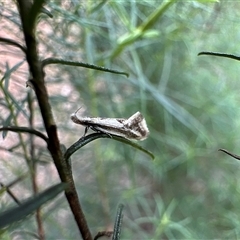 Thema macroscia (A Concealer moth (Chezala group) at Hackett, ACT - 27 Oct 2025 by Pirom