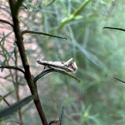 Thema macroscia (A Concealer moth (Chezala group) at Hackett, ACT - 27 Oct 2025 by Pirom