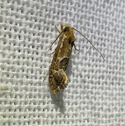 Moerarchis inconcisella (A tineid moth) at  - suppressed by Pirom