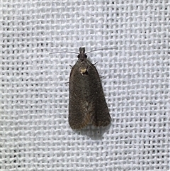 Cryptaspasma sordida (A Tortricid moth (Olethreutinae)) by Pirom