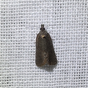 Cryptaspasma sordida (A Tortricid moth (Olethreutinae)) by Pirom