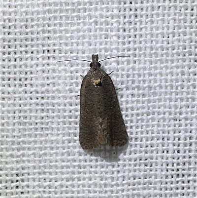 Cryptaspasma sordida (A Tortricid moth (Olethreutinae)) at  - suppressed by Pirom