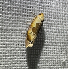 Hoplomorpha camelaea (A Concealer moth (Wingia group)) by Pirom