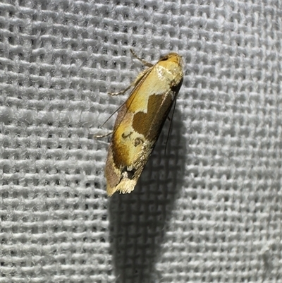 Hoplomorpha camelaea (A Concealer moth (Wingia group)) at  - suppressed by Pirom