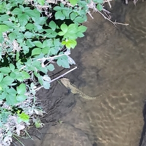 Unverified Dragon at Reidsdale, NSW - 2 Nov 2025 by Larryolarryo