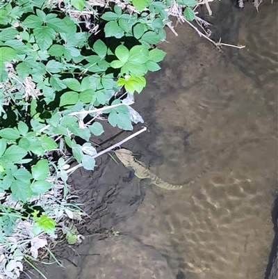 Unverified Dragon at Reidsdale, NSW - 2 Nov 2025 by Larryolarryo