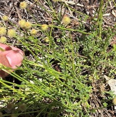 Calotis lappulacea (Yellow Burr Daisy) at Chisholm, ACT - 6 Nov 2025 by KaiDewPHD