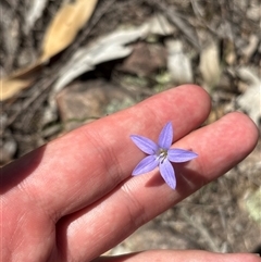 Wahlenbergia capillaris (Tufted Bluebell) at Chisholm, ACT - 6 Nov 2025 by KaiDewPHD