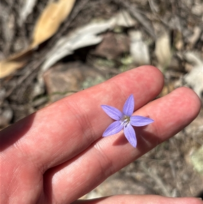 Wahlenbergia capillaris (Tufted Bluebell) at Chisholm, ACT - 6 Nov 2025 by KaiDewPHD