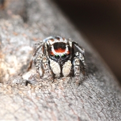 Maratus harrisi (Harris's Peacock spider) at Mount Clear, ACT - 7 Nov 2025 by Harrisi