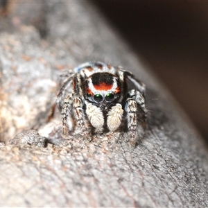 Maratus harrisi at Mount Clear, ACT - Yesterday by Harrisi