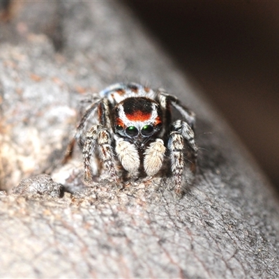 Maratus harrisi (Harris's Peacock spider) at Mount Clear, ACT - 7 Nov 2025 by Harrisi