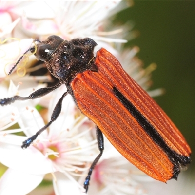 Castiarina nasuta (A jewel beetle) at Tharwa, ACT - 7 Nov 2025 by Harrisi