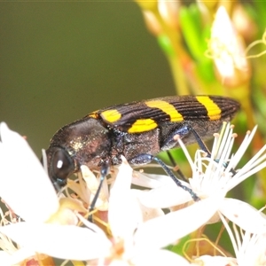 Castiarina indistincta at Tharwa, ACT - Yesterday by Harrisi
