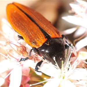 Castiarina amplipennis at Tharwa, ACT - Yesterday by Harrisi