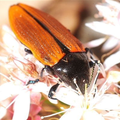 Castiarina amplipennis (Jewel Beetle) at Tharwa, ACT - 7 Nov 2025 by Harrisi