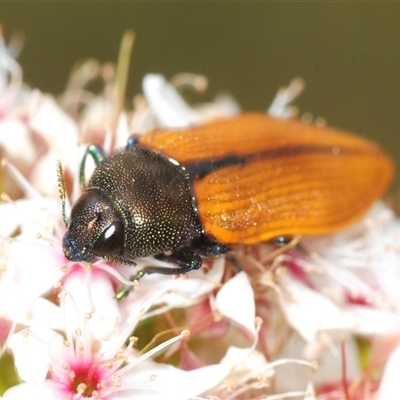 Castiarina subpura (A jewel beetle) at Tharwa, ACT - 7 Nov 2025 by Harrisi