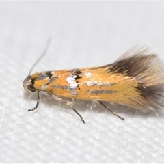 Satrapia thesaurina by DianneClarke