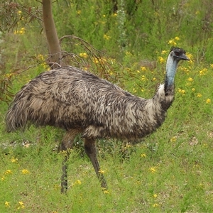Dromaius novaehollandiae at Uriarra Village, ACT - Yesterday by LineMarie