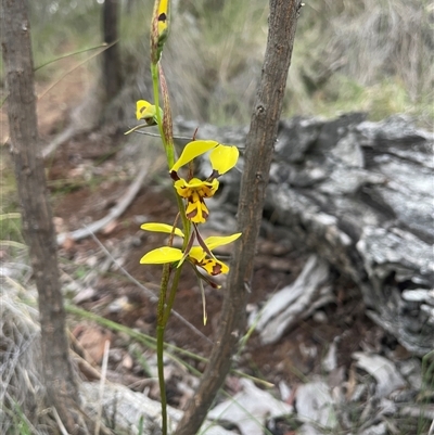 Diuris sulphurea (Tiger Orchid) at Hackett, ACT - 6 Nov 2025 by JaneR