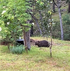 Vombatus ursinus at Laguna, NSW - 8 Nov 2025 by perronstreefrog