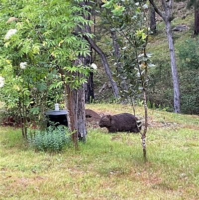 Vombatus ursinus at Laguna, NSW - 8 Nov 2025 by perronstreefrog