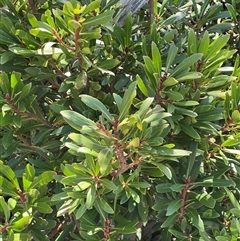 Tasmannia xerophila subsp. xerophila (Alpine Pepperbush) at Wilsons Valley, NSW - 6 Nov 2025 by Layne