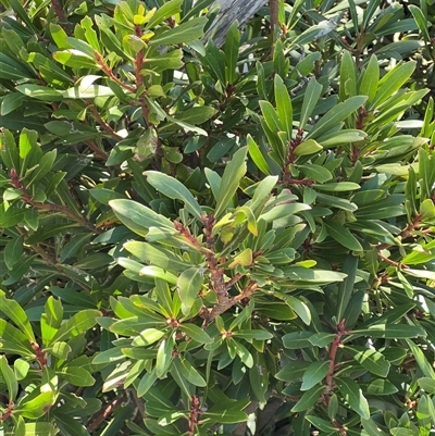 Tasmannia xerophila subsp. xerophila (Alpine Pepperbush) at Wilsons Valley, NSW - 6 Nov 2025 by Layne