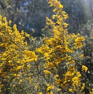 Bossiaea foliosa at Wilsons Valley, NSW - 6 Nov 2025 by Layne
