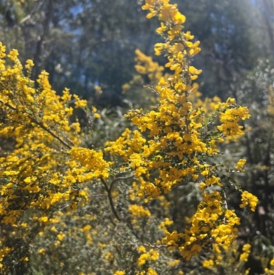 Bossiaea (genus) at Wilsons Valley, NSW - 6 Nov 2025 by Layne