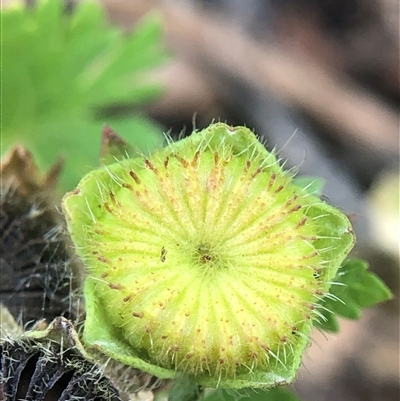 Modiola caroliniana (Red-flowered Mallow) at Crowther, NSW - 8 Nov 2025 by Frecko