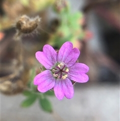 Geranium molle (Dove's-foot Cranesbill) at Crowther, NSW - 8 Nov 2025 by Frecko