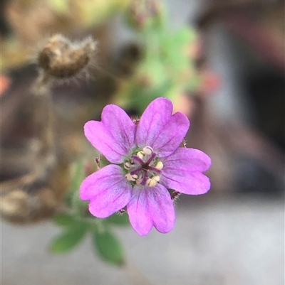 Geranium molle (Dove's-foot Cranesbill) at Crowther, NSW - 8 Nov 2025 by Frecko