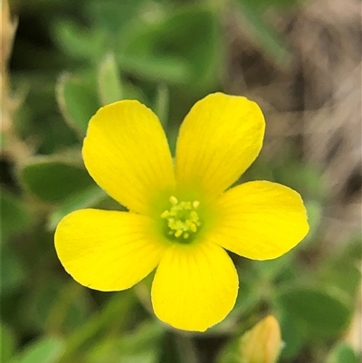 Oxalis (genus) (Wood Sorrel) at Crowther, NSW - 8 Nov 2025 by Frecko
