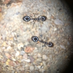 Monomorium / Chelaner (genus group) at Crowther, NSW - 8 Nov 2025 by Frecko