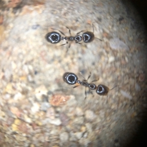 Unverified Ant (Hymenoptera, Formicidae) at Crowther, NSW - Today by Frecko