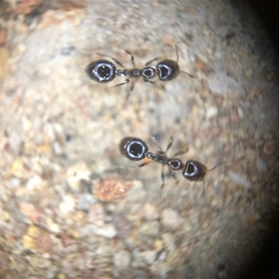 Monomorium / Chelaner (genus group) at Crowther, NSW - 8 Nov 2025 by Frecko