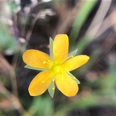 Hypericum gramineum (Small St Johns Wort) at Crowther, NSW - 8 Nov 2025 by Frecko