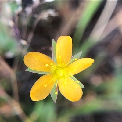 Hypericum gramineum (Small St Johns Wort) at Crowther, NSW - 8 Nov 2025 by Frecko