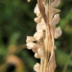 Briza minor (Shivery Grass) at Crowther, NSW - 8 Nov 2025 by Frecko