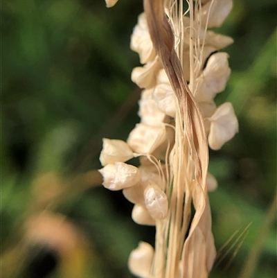 Briza minor (Shivery Grass) at Crowther, NSW - 8 Nov 2025 by Frecko