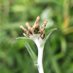 Unverified Grass at Crowther, NSW - Today by Frecko