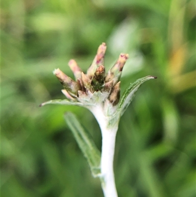 Unverified Grass at Crowther, NSW - Today by Frecko