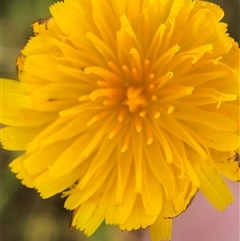 Hypochaeris radicata (Cat's Ear, Flatweed) at Crowther, NSW - 8 Nov 2025 by Frecko