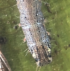 Unverified Insect at Crowther, NSW - 7 Nov 2025 by Frecko