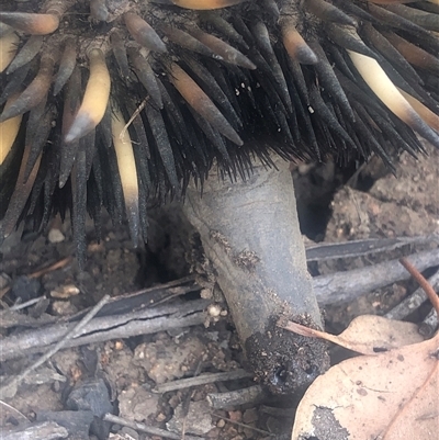 Tachyglossus aculeatus at Crowther, NSW - 6 Nov 2025 by Frecko