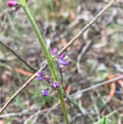 Oxytes brachypoda (Large Tick-trefoil) at Campbell, ACT - 8 Nov 2025 by SilkeSma